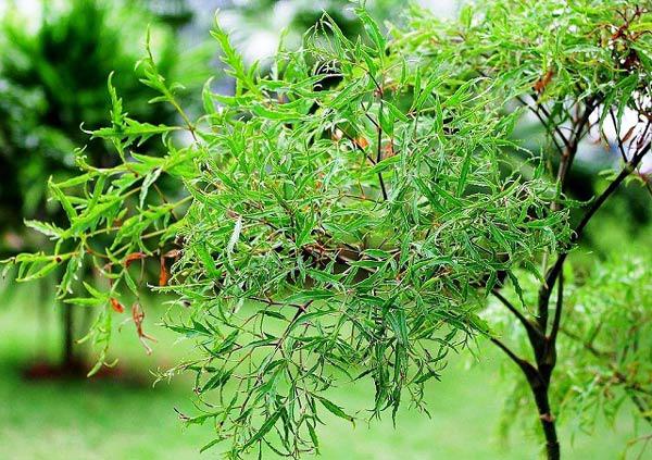 Cách trồng cây đinh lăng - loại cây nhân sâm của người nghèo Cách trồng cây đinh lăng - loại cây nhân sâm của người nghèo