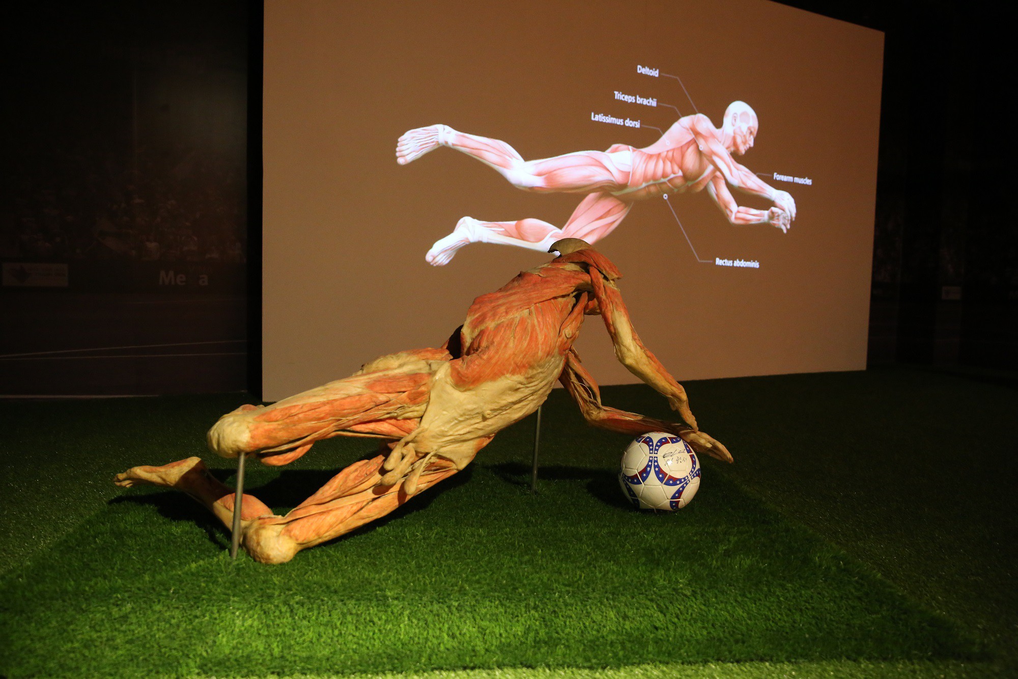 Triển lãm cơ thể và nội tạng của xác người thật được nhựa hóa ở Sài Gòn gây tranh cãi