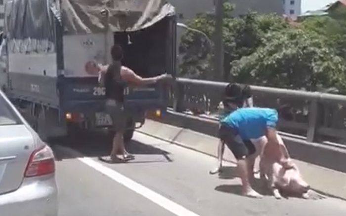 Hà Nội: Mặc trời nắng như đổ lửa, 3 người đàn ông vẫn phối hợp bắt một con lợn ai đó đánh rơi trên đường vành đai 3