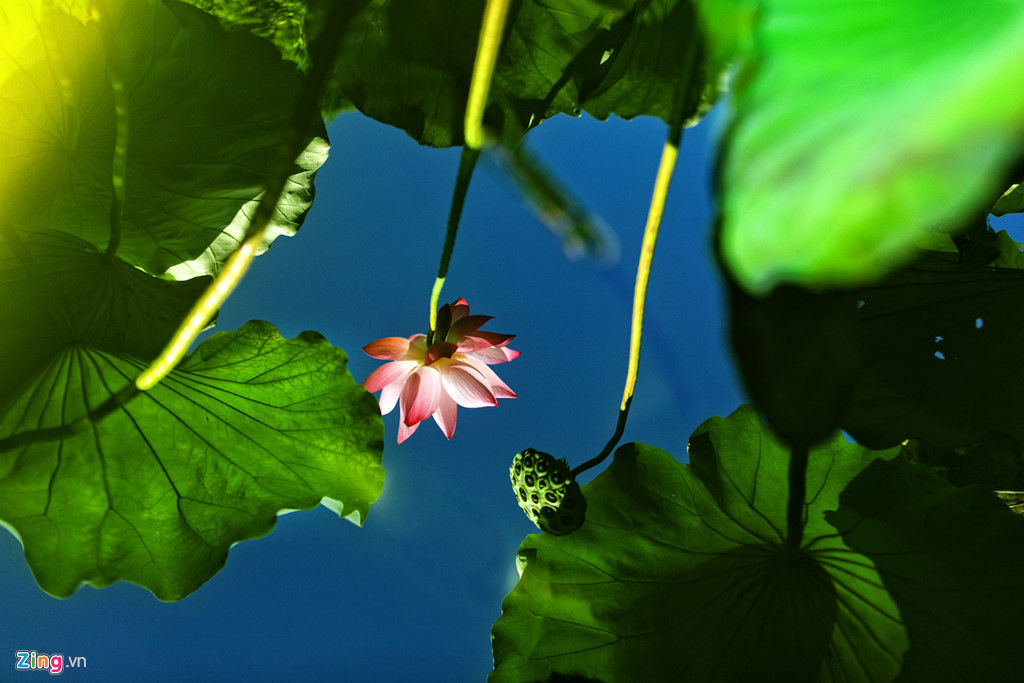 Đẹp ngây ngất mùa sen Hà thành