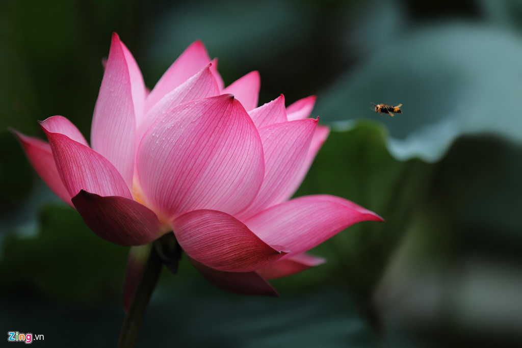 Đẹp ngây ngất mùa sen Hà thành