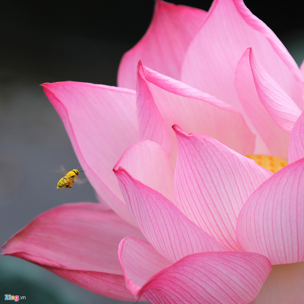 Đẹp ngây ngất mùa sen Hà thành