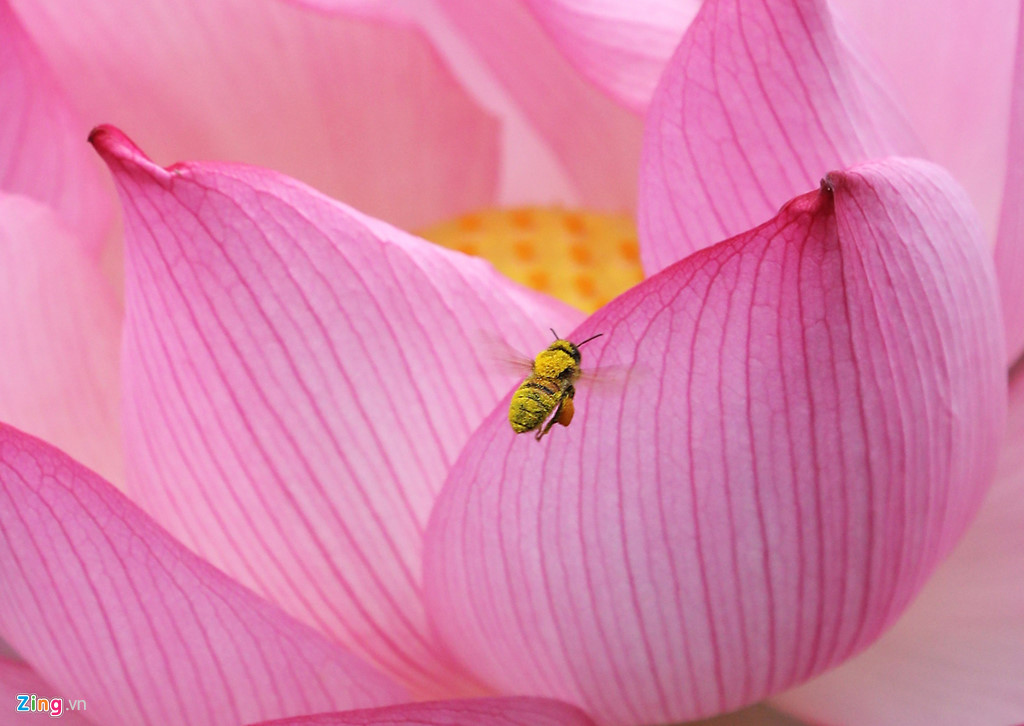 Đẹp ngây ngất mùa sen Hà thành