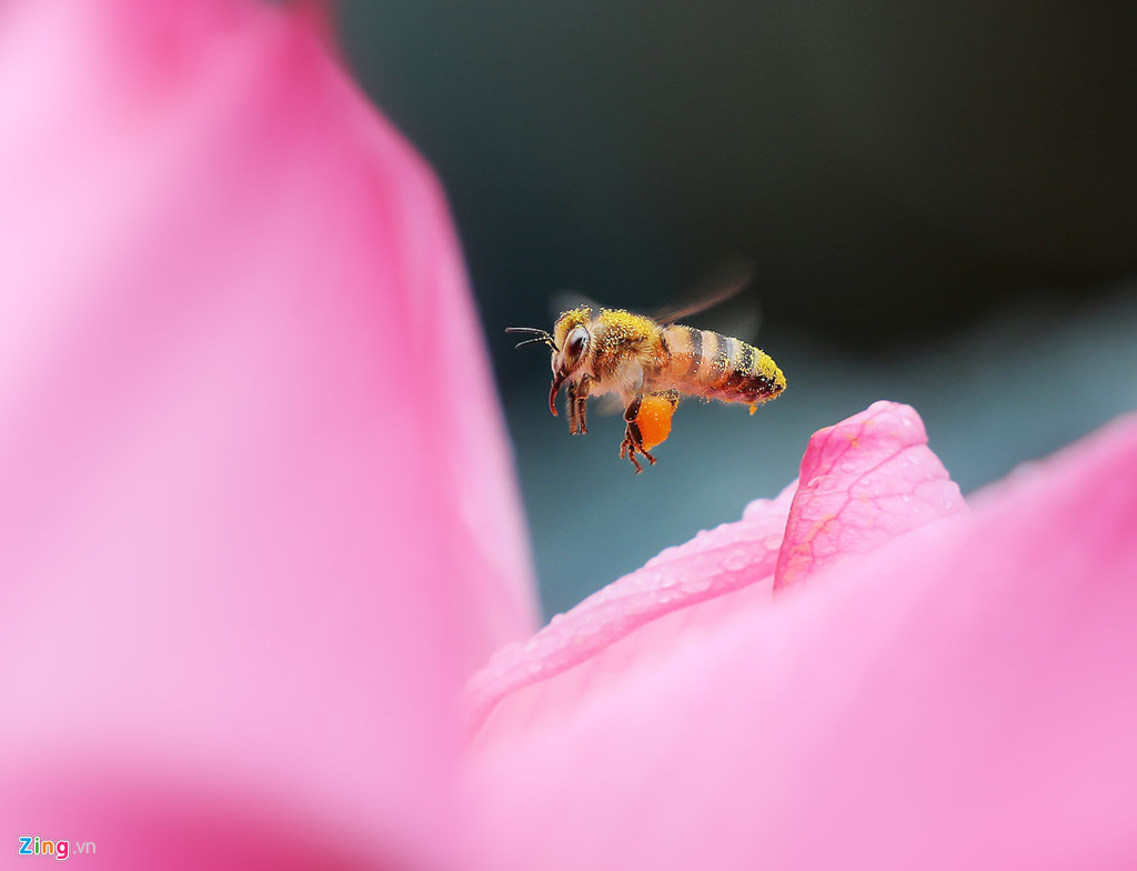 Đẹp ngây ngất mùa sen Hà thành