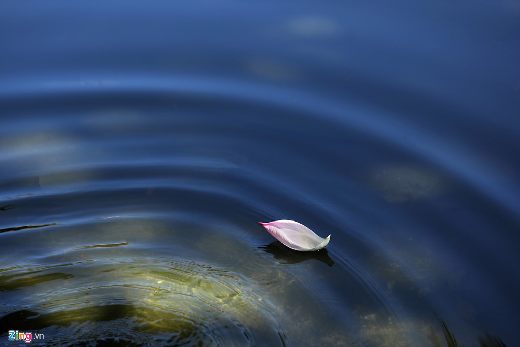 Đẹp ngây ngất mùa sen Hà thành