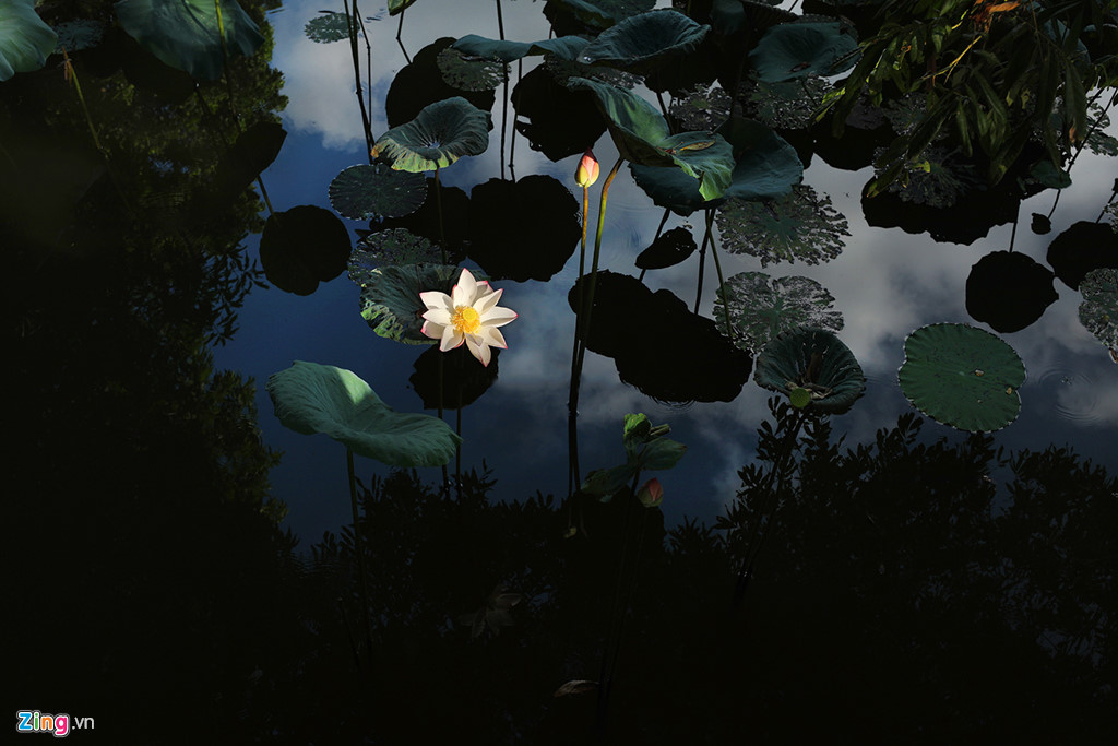 Đẹp ngây ngất mùa sen Hà thành