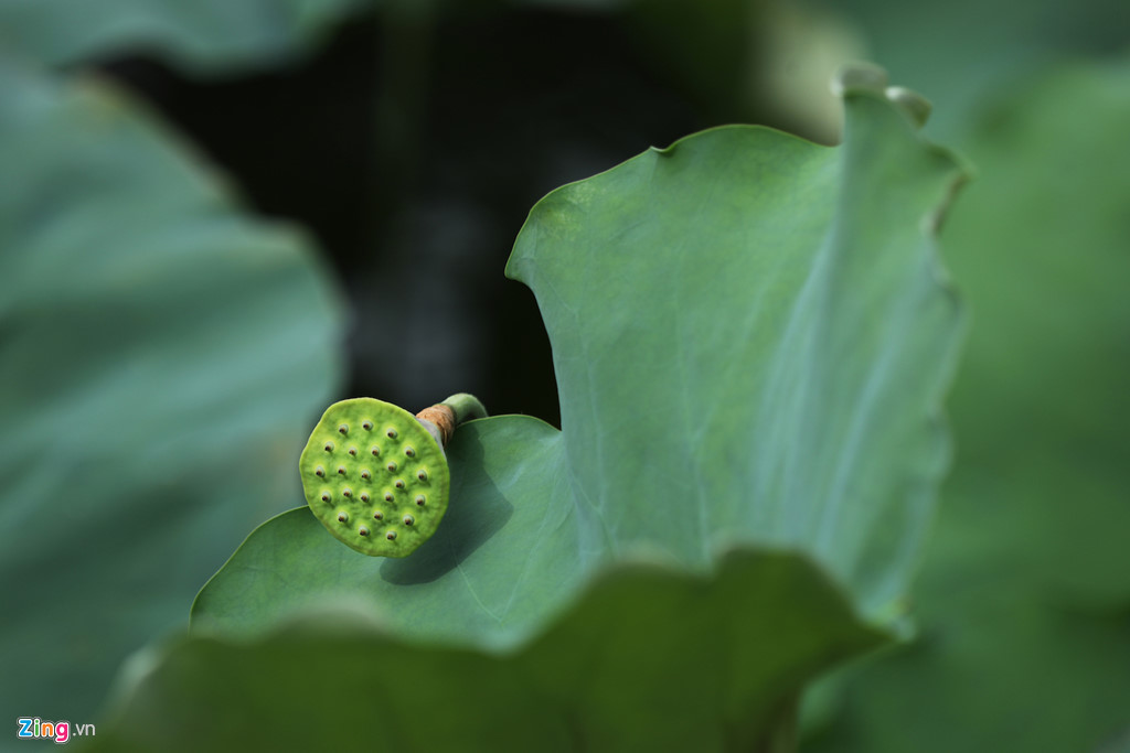Đẹp ngây ngất mùa sen Hà thành