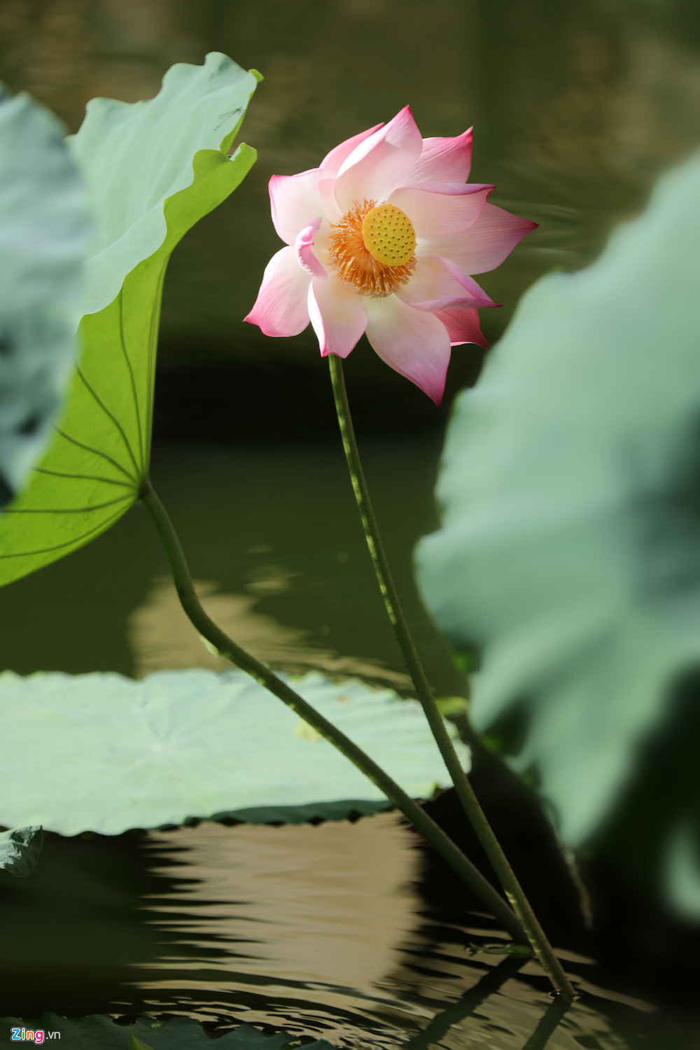 Đẹp ngây ngất mùa sen Hà thành