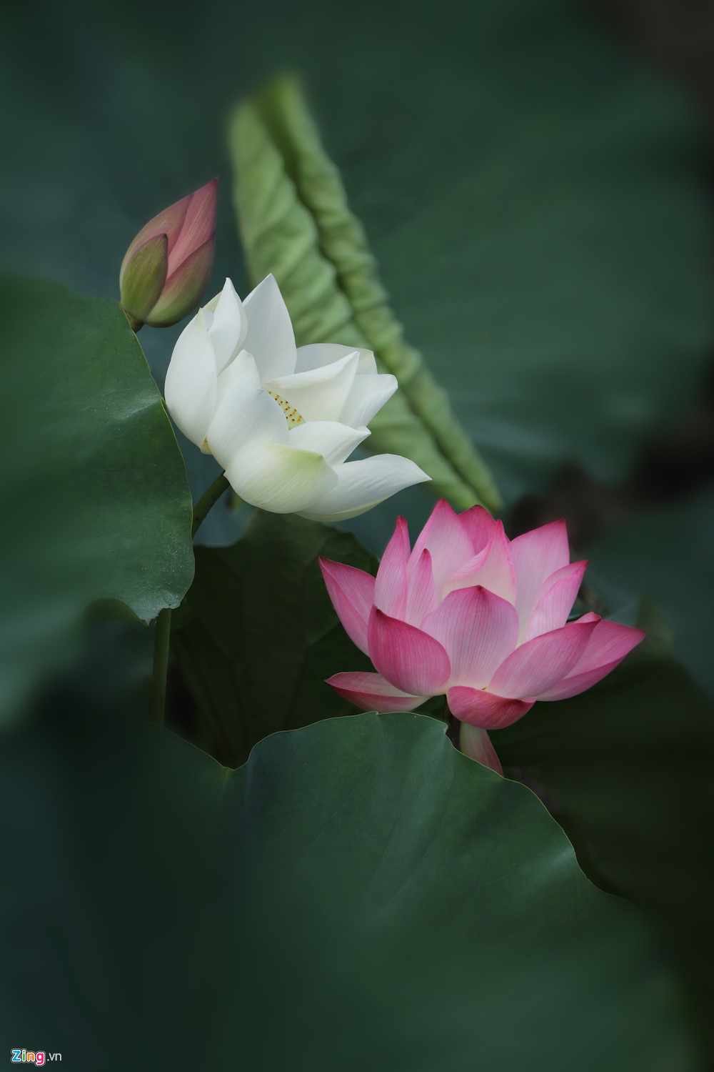 Đẹp ngây ngất mùa sen Hà thành