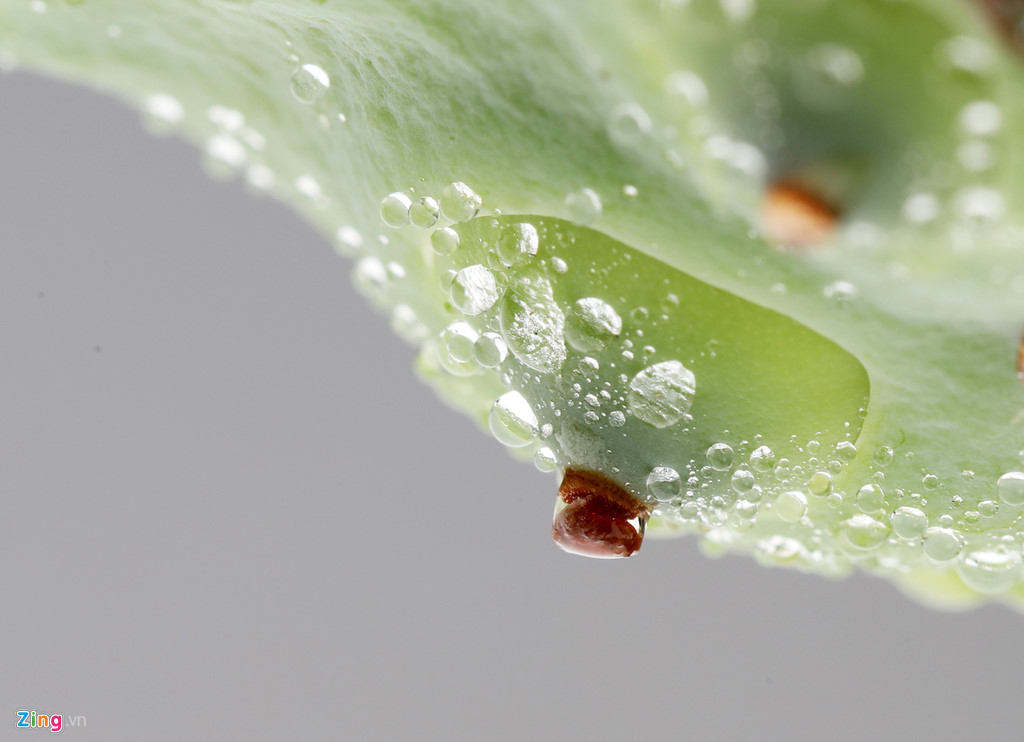 Đẹp ngây ngất mùa sen Hà thành