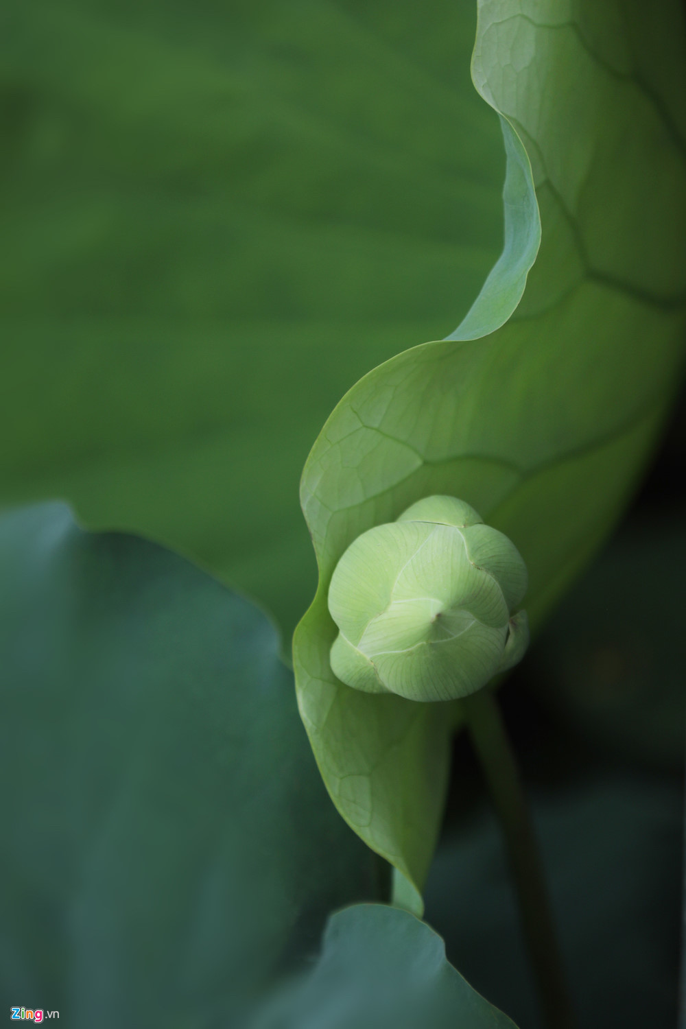 Đẹp ngây ngất mùa sen Hà thành