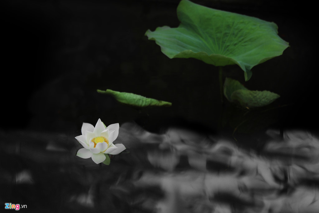 Đẹp ngây ngất mùa sen Hà thành