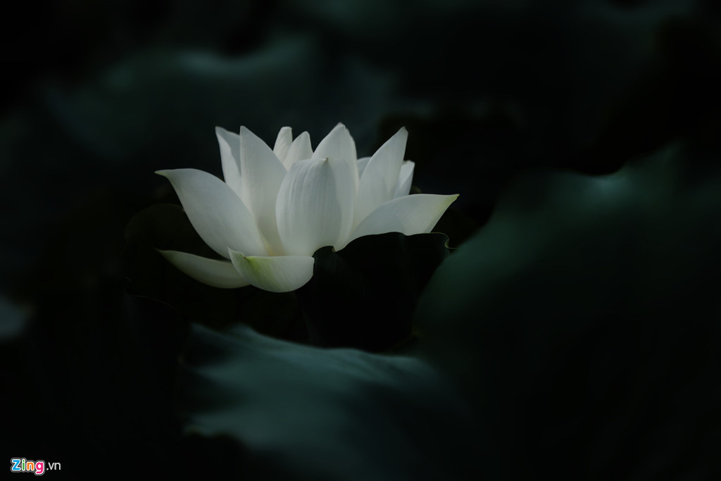 Đẹp ngây ngất mùa sen Hà thành