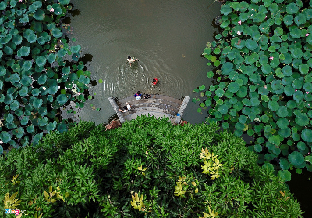 Đẹp ngây ngất mùa sen Hà thành