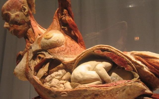 Triển lãm cơ thể người, thai nhi ở TP.HCM làm nóng họp báo Bộ Văn hóa