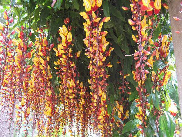 Trồng 7 loại cây có hoa này để ngôi nhà mát lịm trong những ngày nóng như đổ lửa Trồng 7 loại cây có hoa này để ngôi nhà mát lịm trong những ngày nóng như đổ lửa