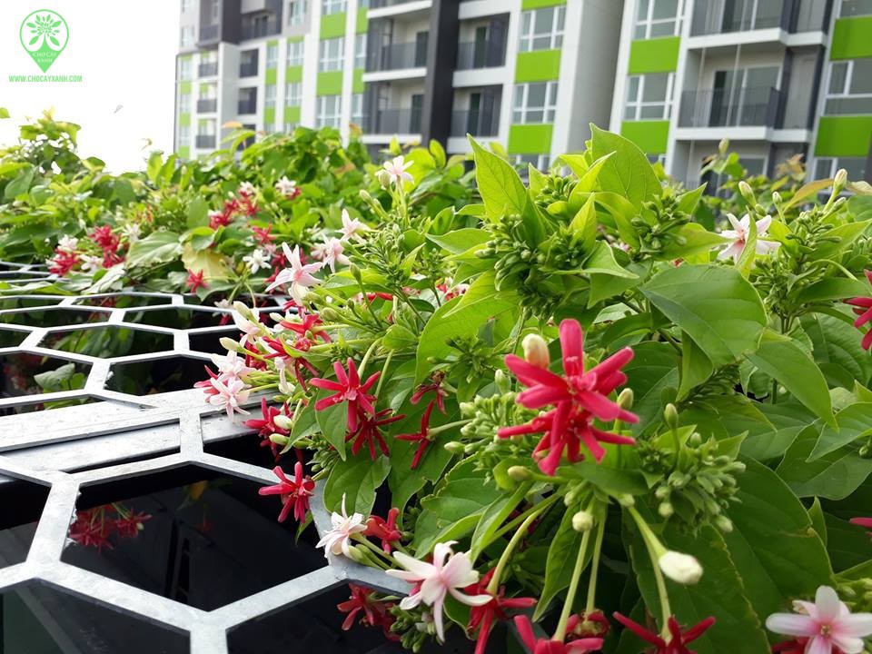 Trồng 7 loại cây có hoa này để ngôi nhà mát lịm trong những ngày nóng như đổ lửa Trồng 7 loại cây có hoa này để ngôi nhà mát lịm trong những ngày nóng như đổ lửa