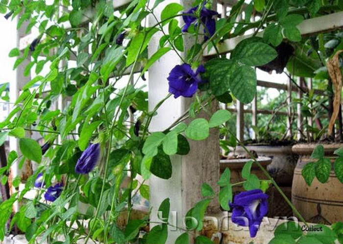 Trồng 7 loại cây có hoa này để ngôi nhà mát lịm trong những ngày nóng như đổ lửa Trồng 7 loại cây có hoa này để ngôi nhà mát lịm trong những ngày nóng như đổ lửa