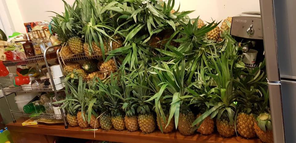 Nghe vợ thủ thỉ muốn giảm cân cho xinh còn sản xuất thêm em bé, chồng hứng chí mua hẳn cả vườn dứa về xếp đầy nhà