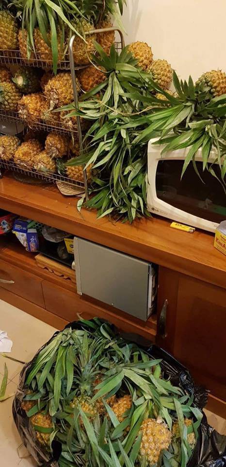 Nghe vợ thủ thỉ muốn giảm cân cho xinh còn sản xuất thêm em bé, chồng hứng chí mua hẳn cả vườn dứa về xếp đầy nhà