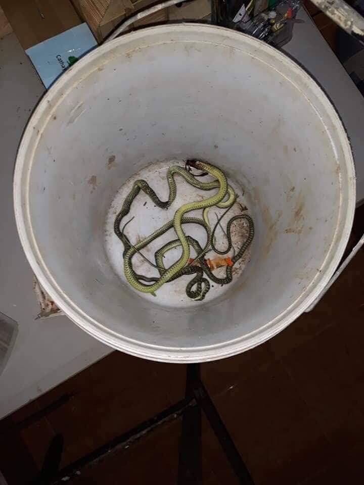 Bật điều hòa không mát, cô gái té xỉu khi trông thấy thủ phạm bên trong và cái kết bất ngờ hút ngàn like