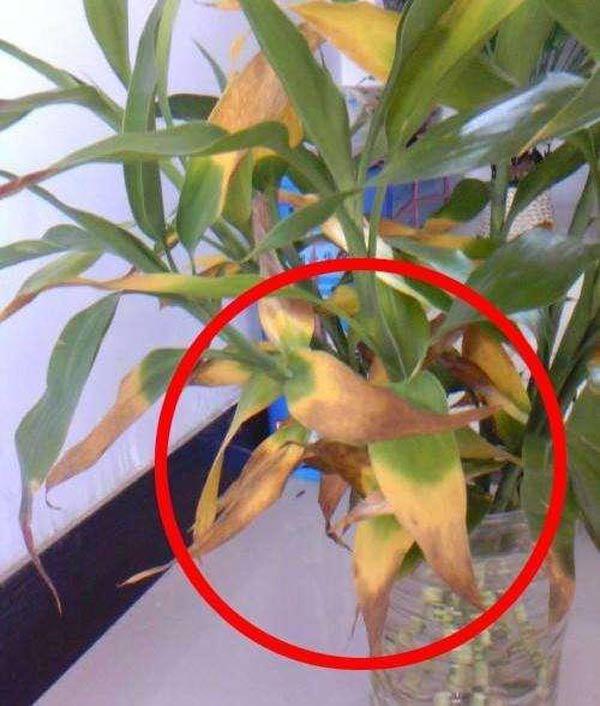 Trồng cây trúc phú quý để lọc sạch không khí, mang tài lộc vào đầy nhà