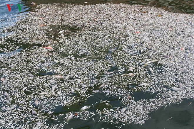 Cá chết lại nổi trắng Hồ Tây