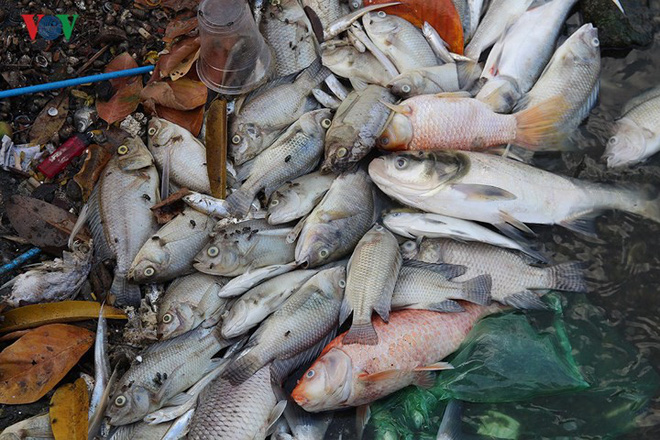 Cá chết lại nổi trắng Hồ Tây