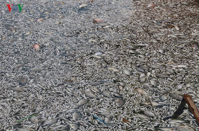 Cá chết lại nổi trắng Hồ Tây