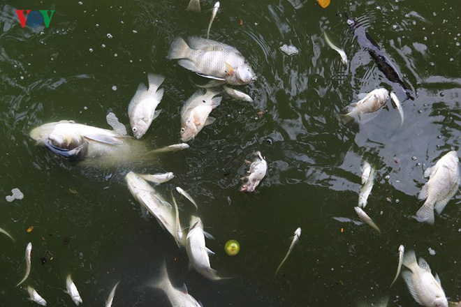 Cá chết lại nổi trắng Hồ Tây