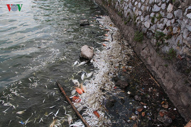 Cá chết lại nổi trắng Hồ Tây