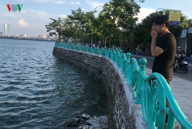 Cá chết lại nổi trắng Hồ Tây