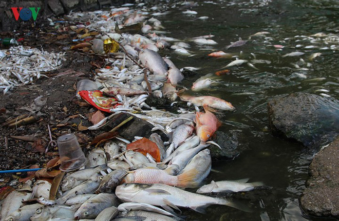 Cá chết lại nổi trắng Hồ Tây