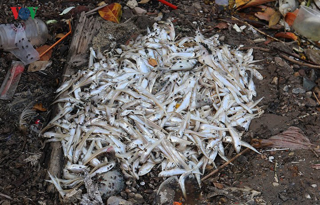 Cá chết lại nổi trắng Hồ Tây