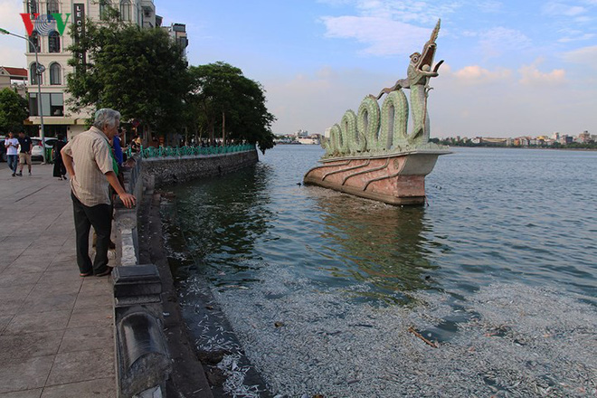 Cá chết lại nổi trắng Hồ Tây