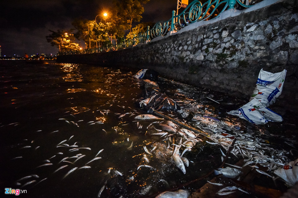 Hàng trăm công nhân trắng đêm vớt xác cá hồ Tây