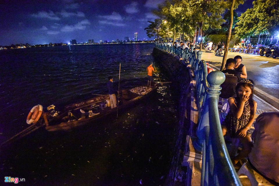 Hàng trăm công nhân trắng đêm vớt xác cá hồ Tây