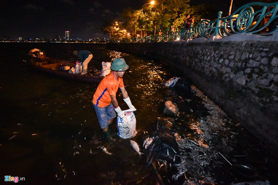 Hàng trăm công nhân trắng đêm vớt xác cá hồ Tây