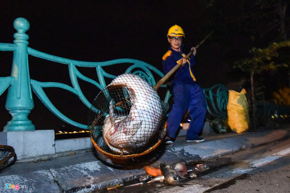 Hàng trăm công nhân trắng đêm vớt xác cá hồ Tây