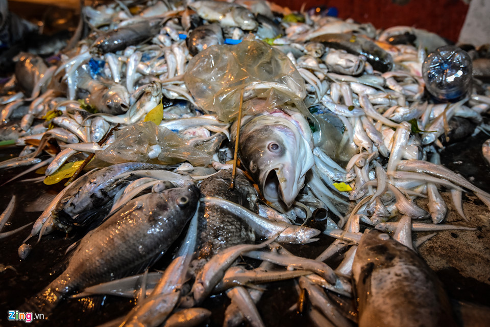 Hàng trăm công nhân trắng đêm vớt xác cá hồ Tây