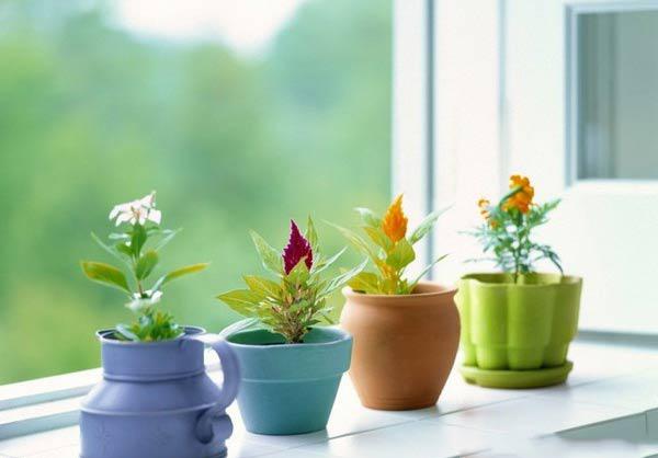 Cách chọn cây cảnh để bàn phù hợp nhất giúp không gian thêm đẹp, gặp nhiều thuận lợi