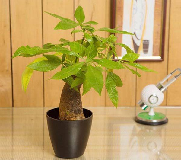 Cách chọn cây cảnh để bàn phù hợp nhất giúp không gian thêm đẹp, gặp nhiều thuận lợi