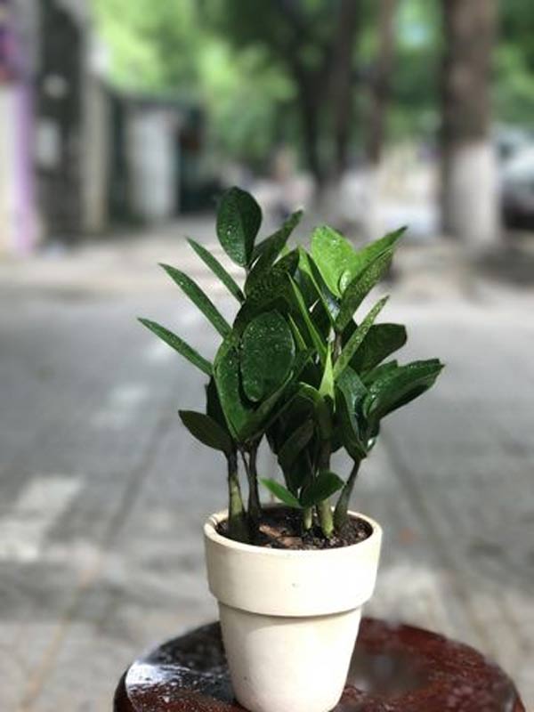 Cách chọn cây cảnh để bàn phù hợp nhất giúp không gian thêm đẹp, gặp nhiều thuận lợi