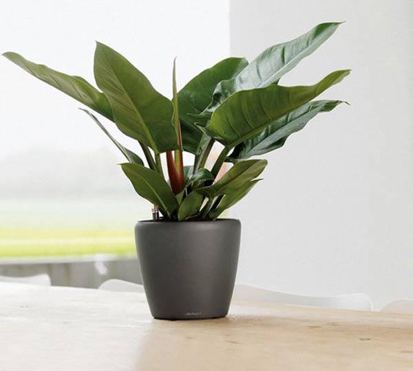 Cách chọn cây cảnh để bàn phù hợp nhất giúp không gian thêm đẹp, gặp nhiều thuận lợi