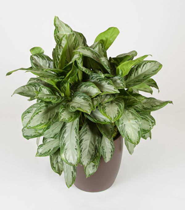 Cách chọn cây cảnh để bàn phù hợp nhất giúp không gian thêm đẹp, gặp nhiều thuận lợi