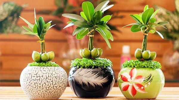 Cách chọn cây cảnh để bàn phù hợp nhất giúp không gian thêm đẹp, gặp nhiều thuận lợi