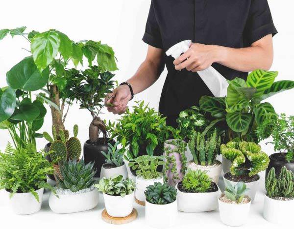 Cách chọn cây cảnh để bàn phù hợp nhất giúp không gian thêm đẹp, gặp nhiều thuận lợi