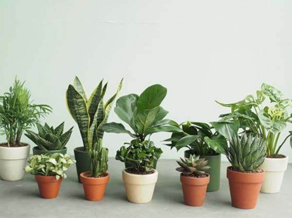Cách chọn cây cảnh để bàn phù hợp nhất giúp không gian thêm đẹp, gặp nhiều thuận lợi