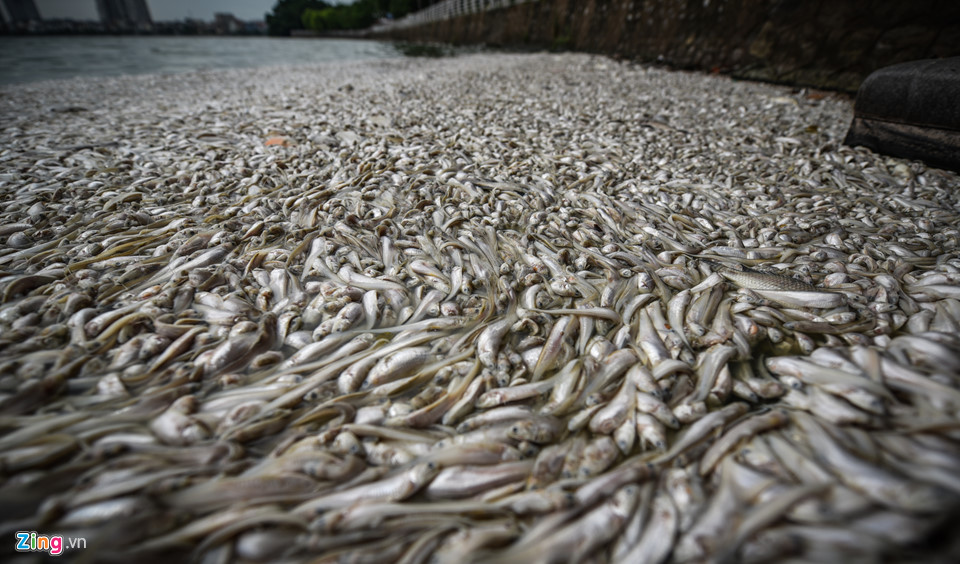 Cá chết dạt vào bờ nổi trắng hồ Tây, công nhân vớt không xuể