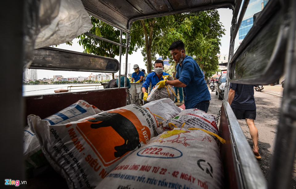 Cá chết dạt vào bờ nổi trắng hồ Tây, công nhân vớt không xuể